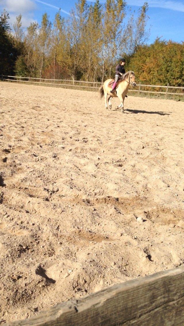 Fjordhest Tjalfe - Fjordhest  billede 6