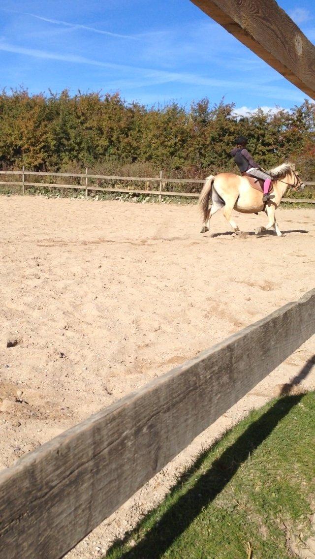 Fjordhest Tjalfe - Fjordhest  billede 7