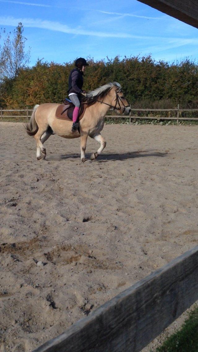 Fjordhest Tjalfe - Fjordhest  billede 8