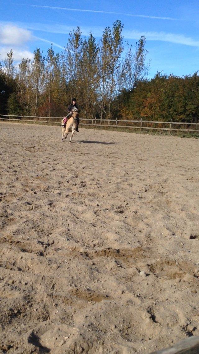 Fjordhest Tjalfe - Fjordhest  billede 9