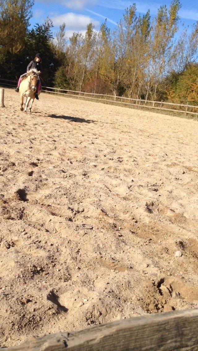 Fjordhest Tjalfe - Fjordhest  billede 10