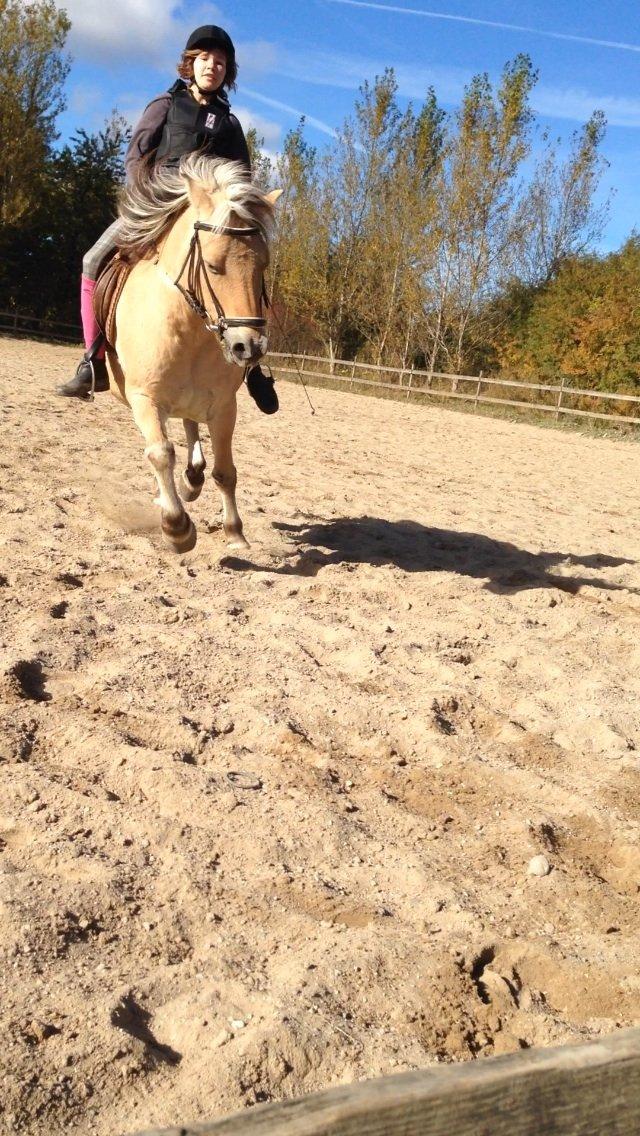 Fjordhest Tjalfe - Fjordhest  billede 11