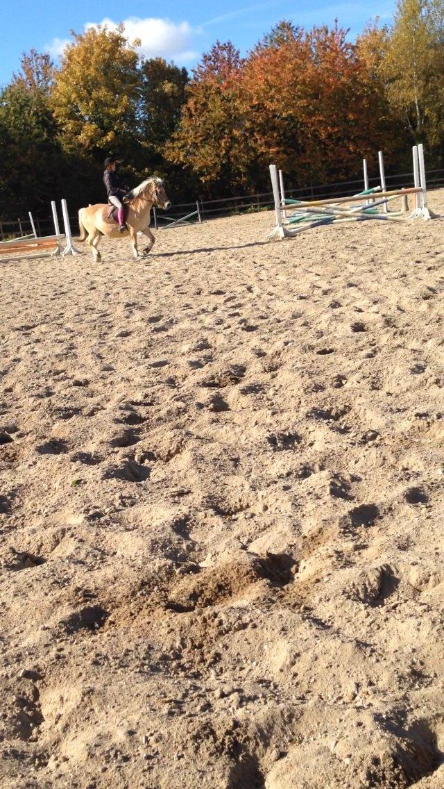 Fjordhest Tjalfe - Fjordhest  billede 12