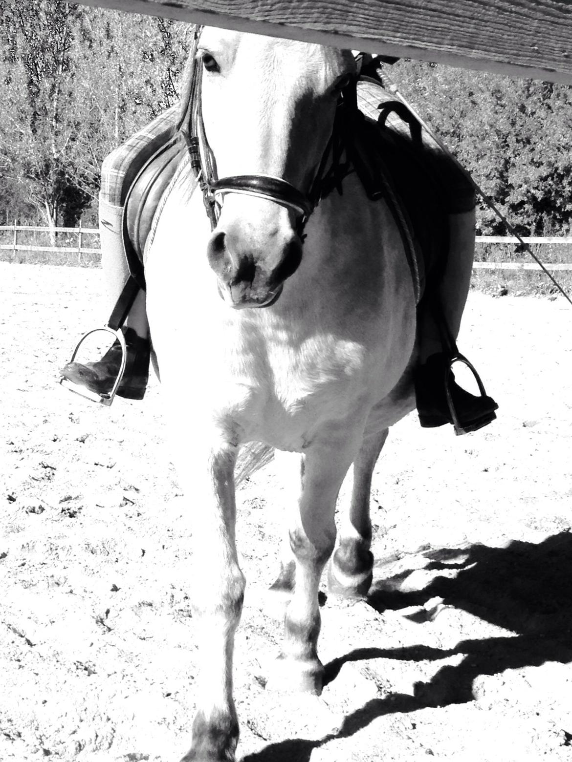 Fjordhest Tjalfe - Fjordhest  billede 13