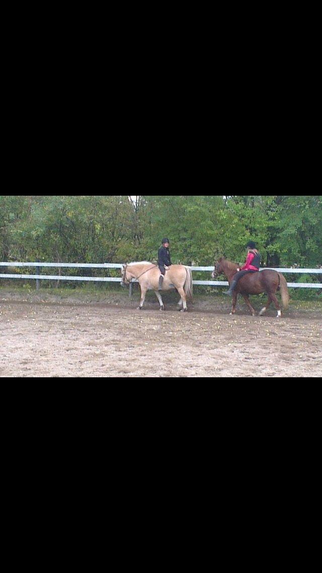 Fjordhest Tjalfe - Fjordhest  billede 14