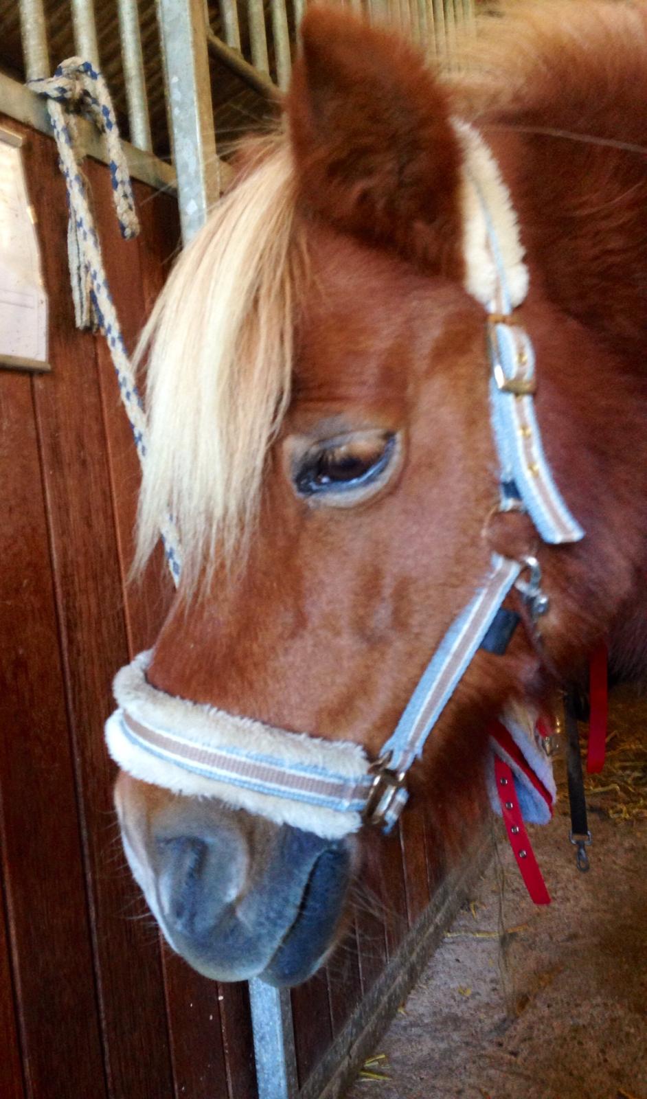 Shetlænder Obelix *Obbe* - ser lidt træt ud billede 12