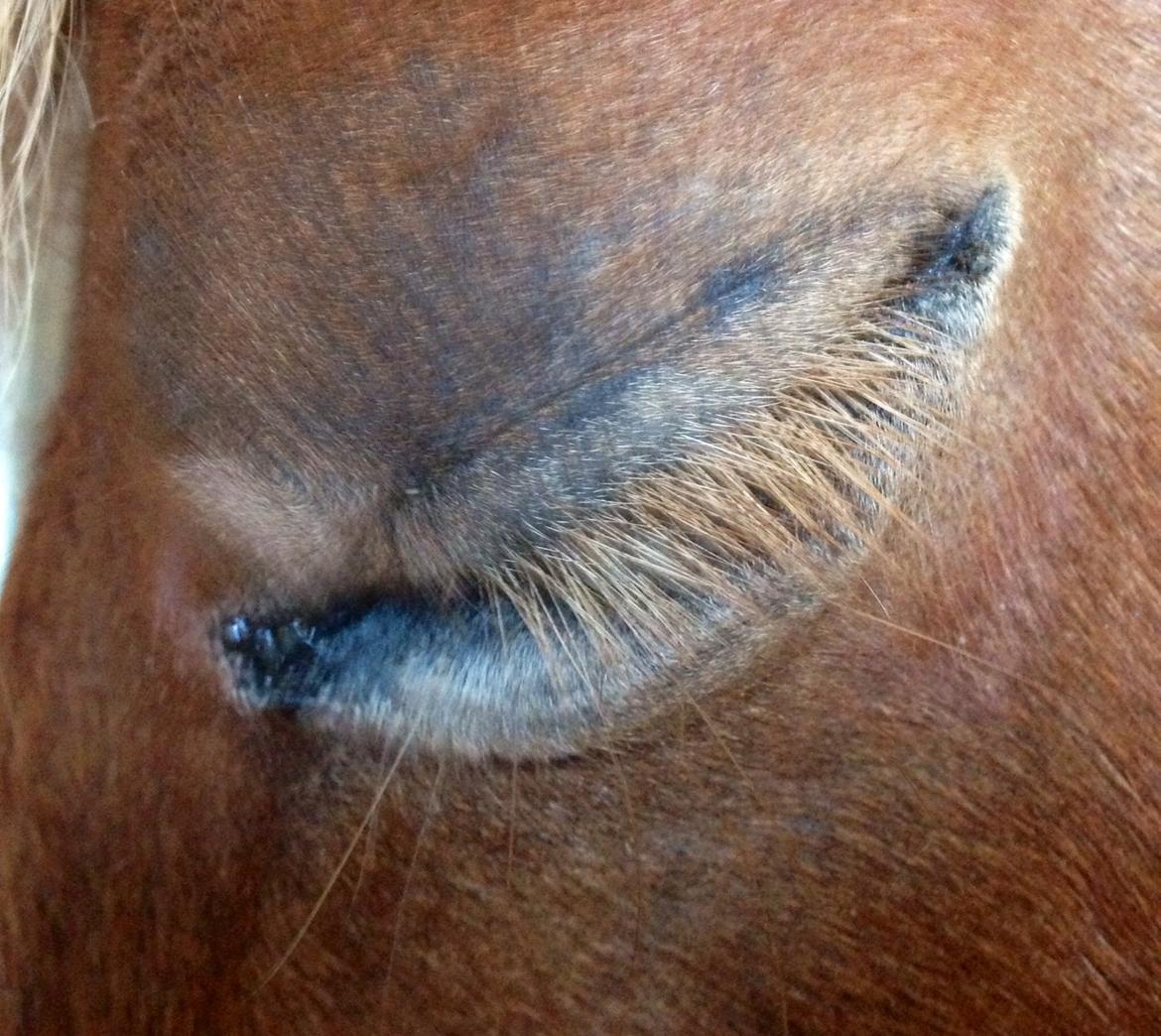 Shetlænder Obelix *Obbe* - eye billede 13