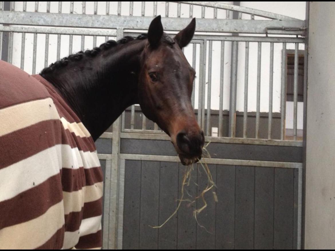 Trakehner Roloff billede 22