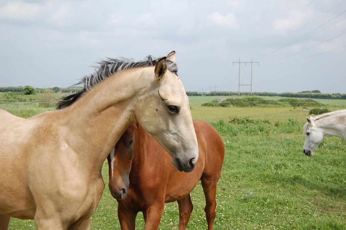 Palomino Mastermind billede 8