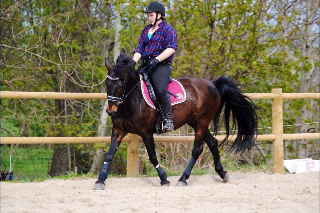 Anden særlig race Thyra billede 12