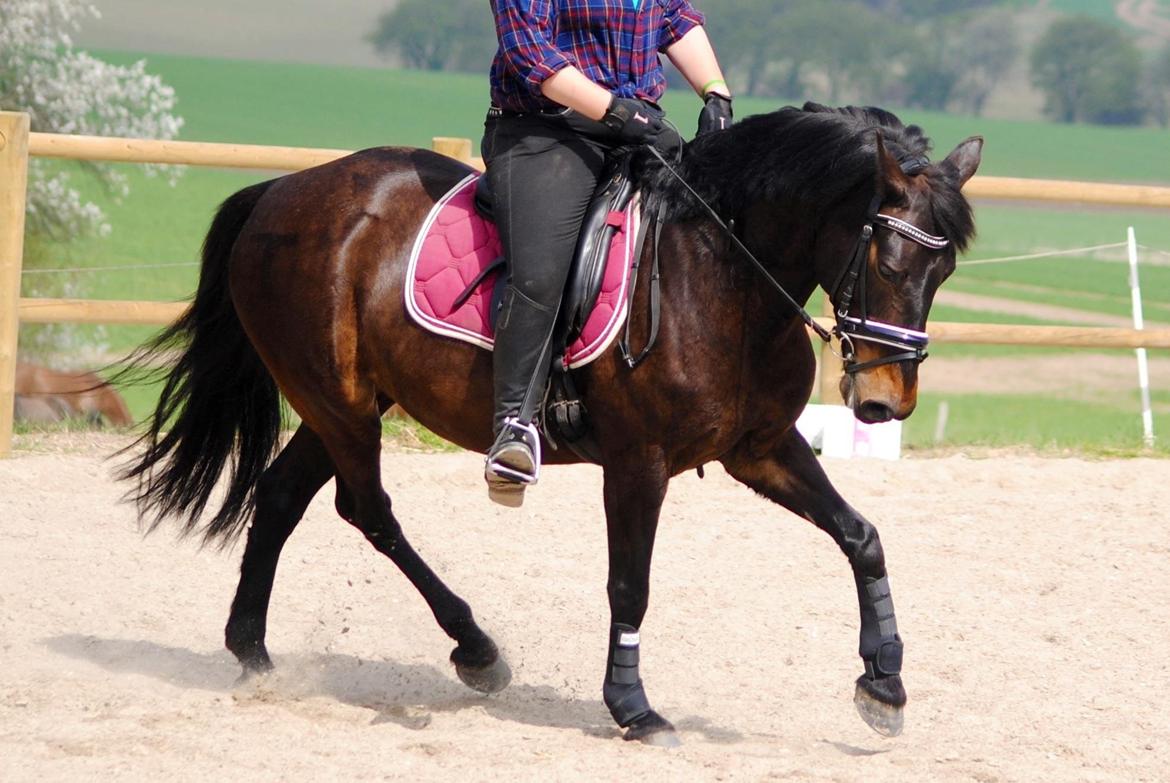 Anden særlig race Thyra billede 14
