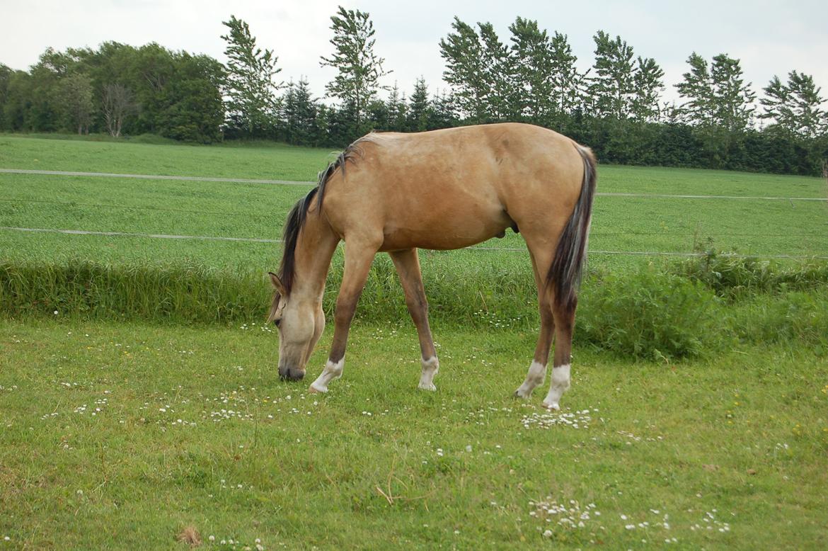 Palomino Mastermind billede 9