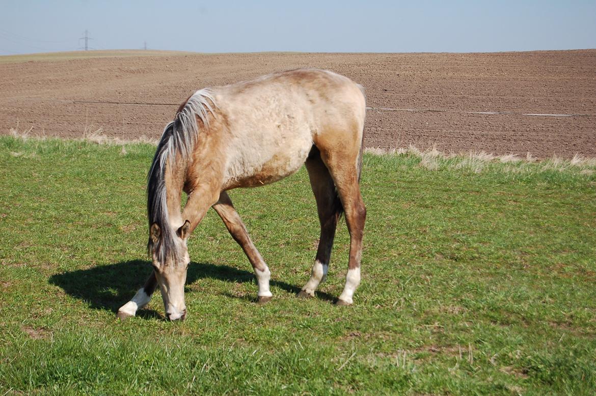 Palomino Mastermind billede 10