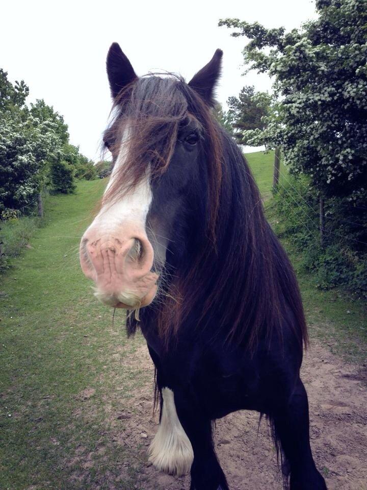 Tinker Aasgaard's Mac. Gregon billede 18