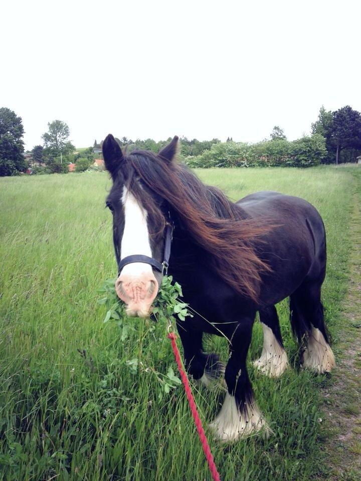 Tinker Aasgaard's Mac. Gregon billede 19