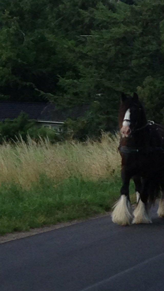 Tinker Aasgaard's Mac. Gregon billede 20