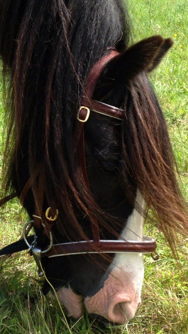 Tinker Aasgaard's Mac. Gregon billede 21