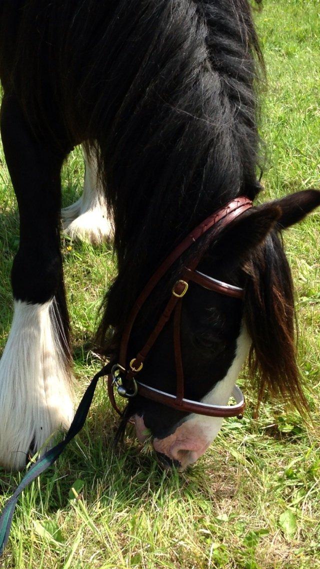 Tinker Aasgaard's Mac. Gregon billede 22