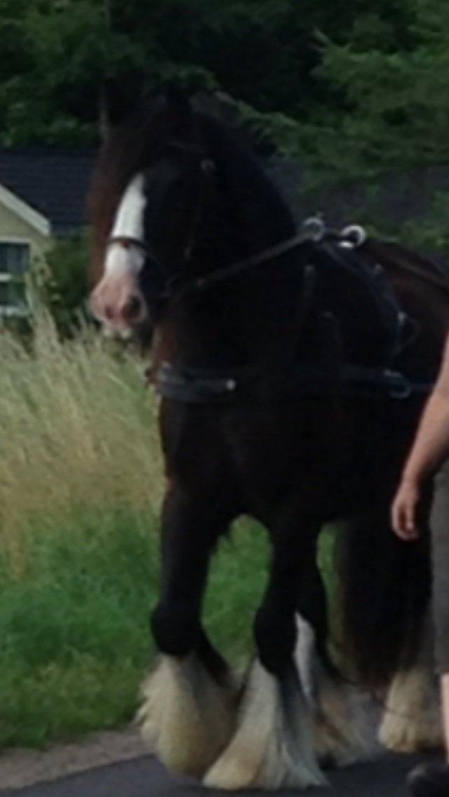 Tinker Aasgaard's Mac. Gregon billede 23