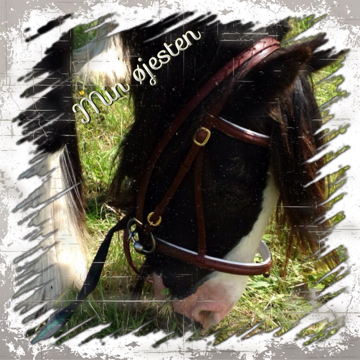 Tinker Aasgaard's Mac. Gregon billede 24