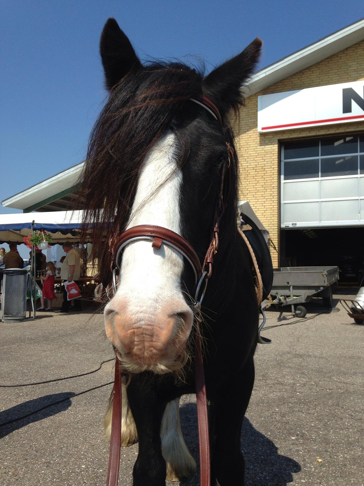 Tinker Aasgaard's Mac. Gregon billede 25