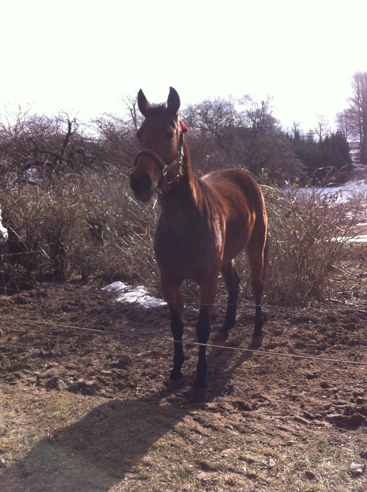 Traver Only Epice billede 2