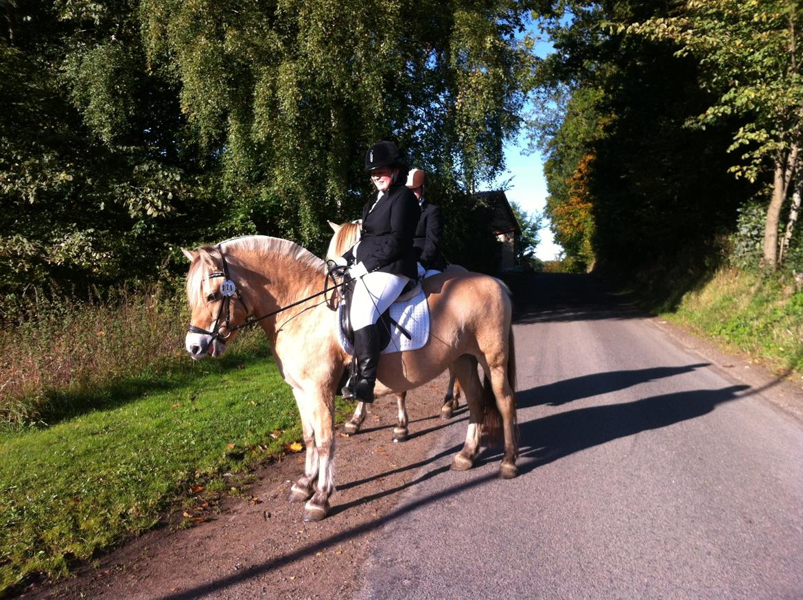 Fjordhest Hjorthøj´s Note billede 15