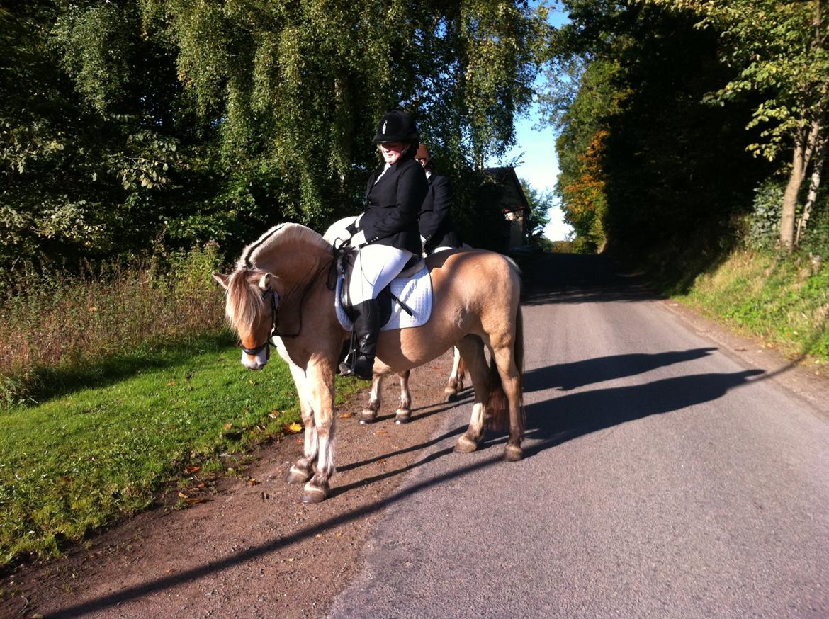 Fjordhest Hjorthøj´s Note billede 16