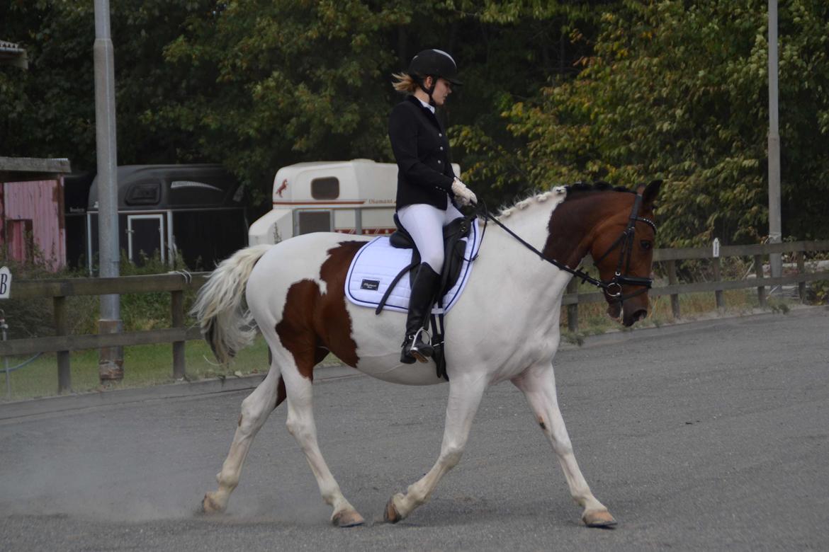 Pinto Cianette (Cia) - klubstævne LA1. red til 65% billede 9