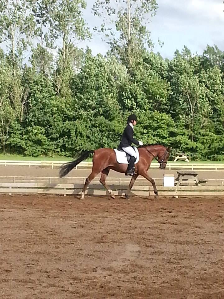 DSP Storgaards Amadeus billede 10