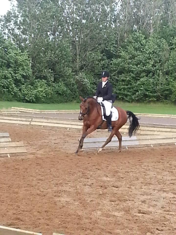 DSP Storgaards Amadeus billede 12