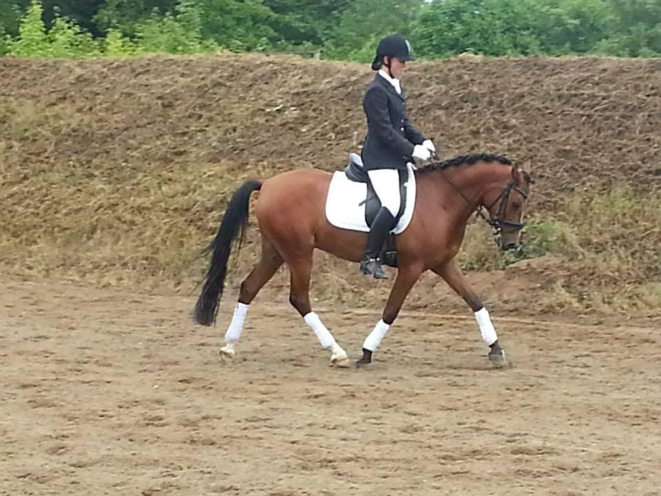 DSP Storgaards Amadeus billede 13