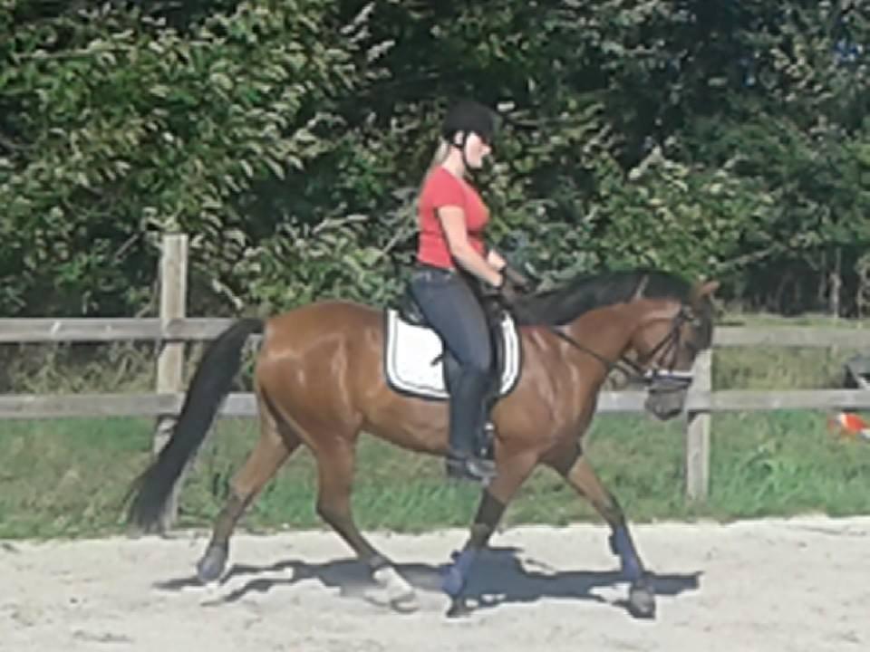 DSP Storgaards Amadeus billede 15