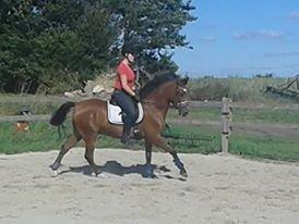 DSP Storgaards Amadeus billede 17