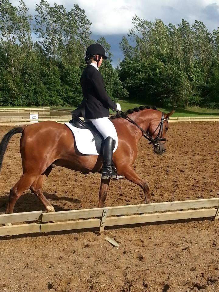 DSP Storgaards Amadeus billede 18