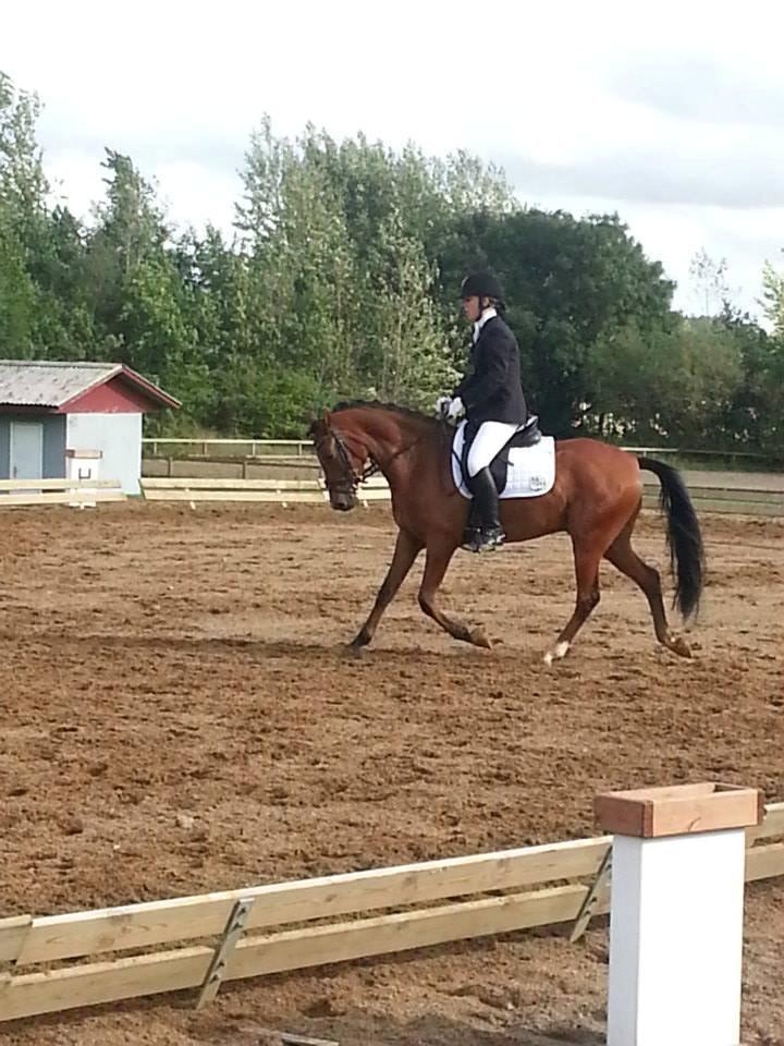 DSP Storgaards Amadeus billede 19