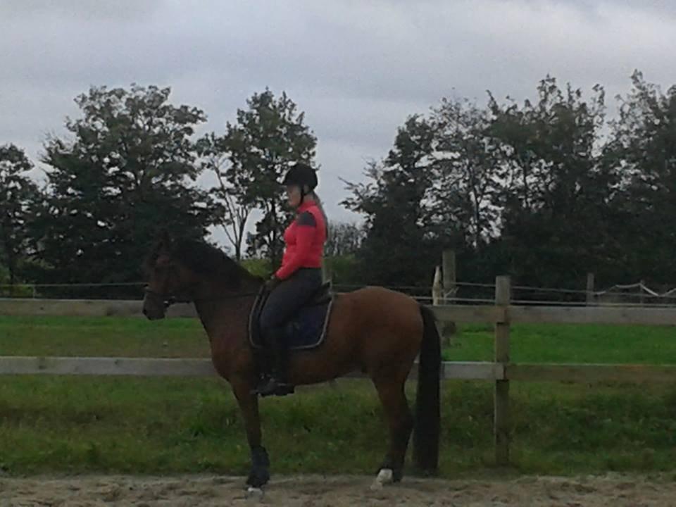 DSP Storgaards Amadeus billede 20