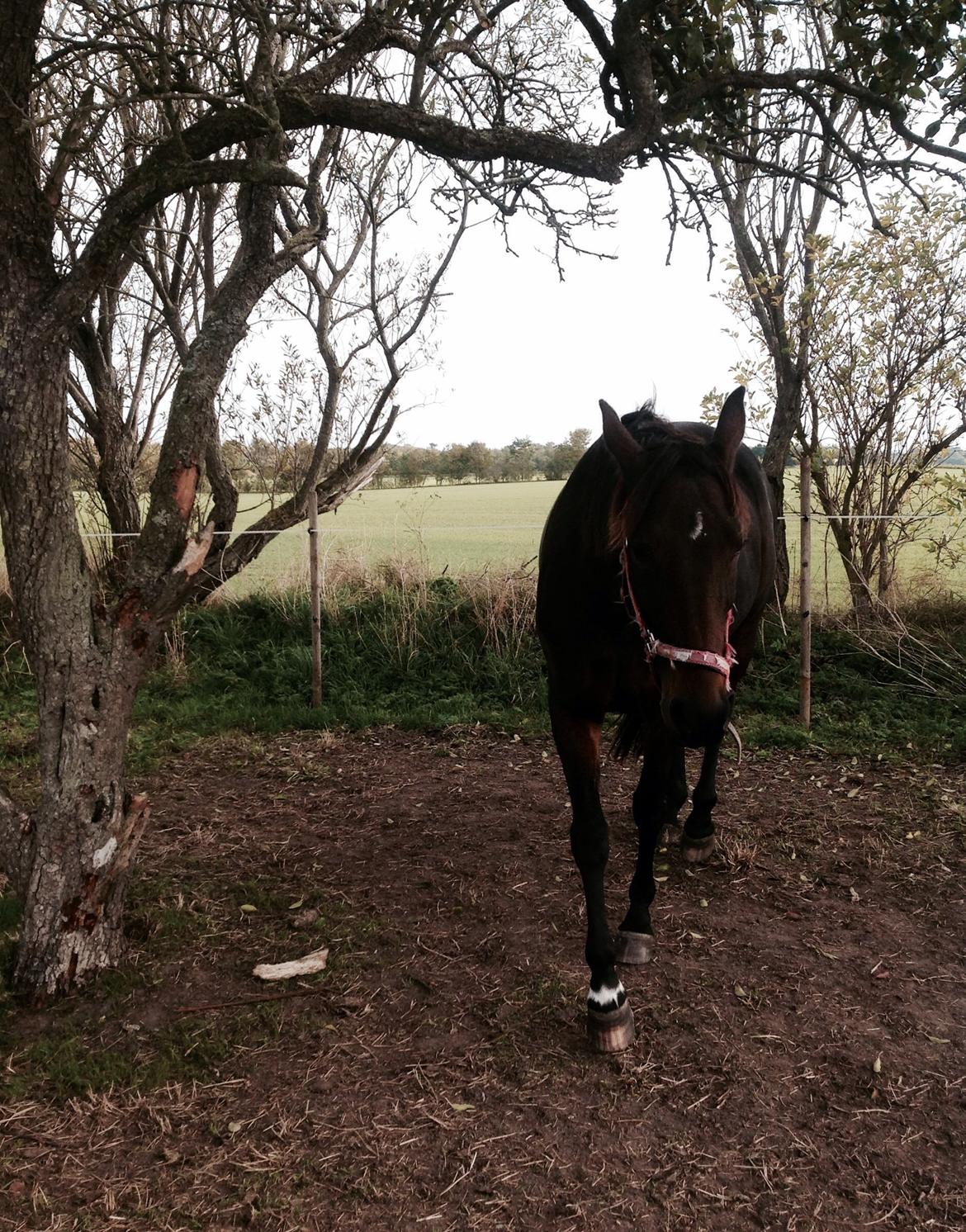 Traver Maja simoni billede 7