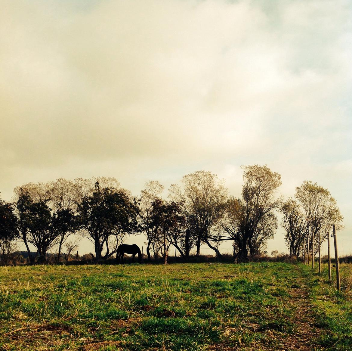 Traver Maja simoni billede 8