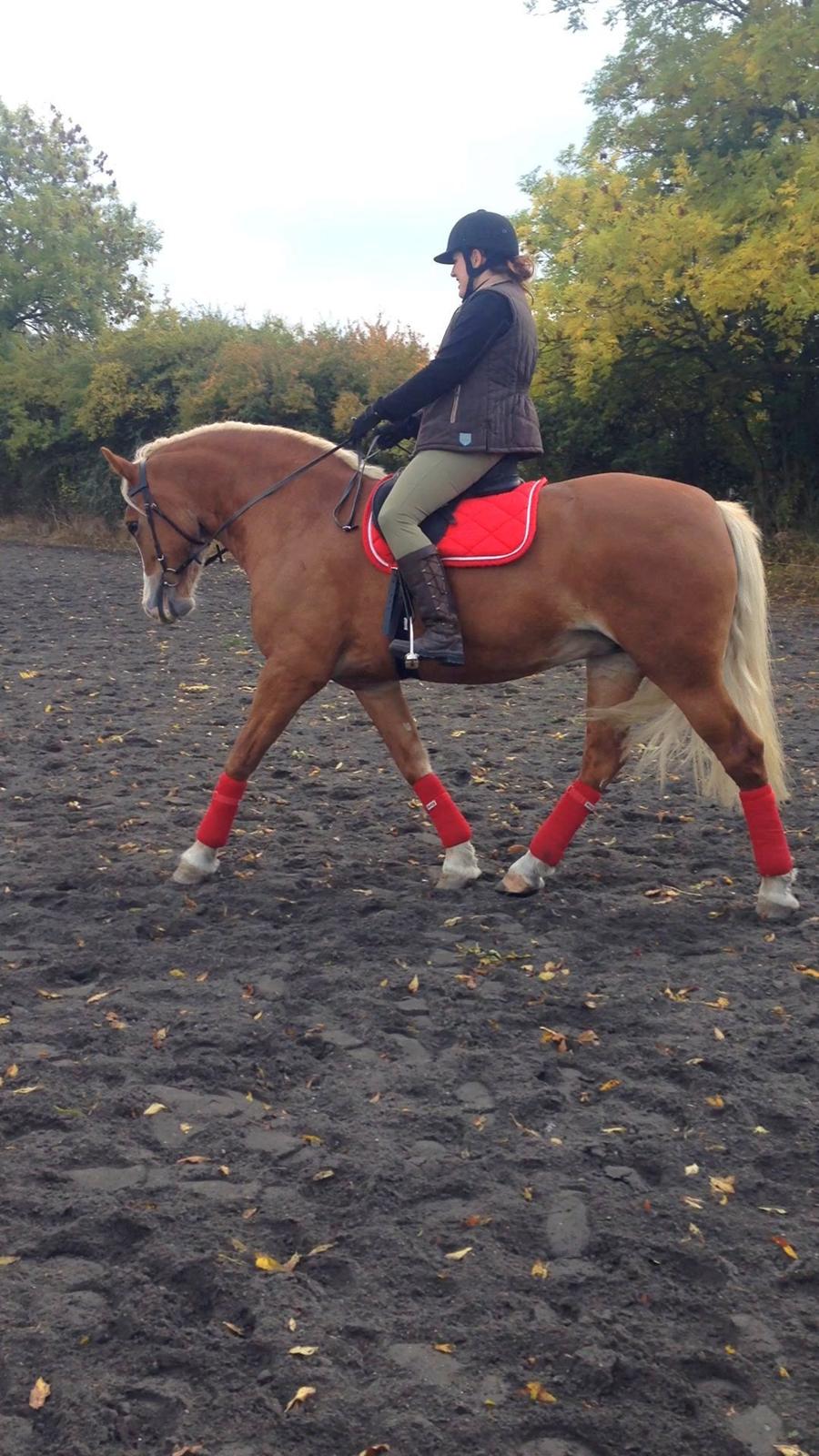 Welsh Cob (sec D) Roxette Royal - søster prøver lige stjernehesten. okt. 13. billede 29