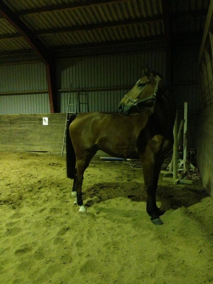 Belgisk varmblod JOKINAL billede 5