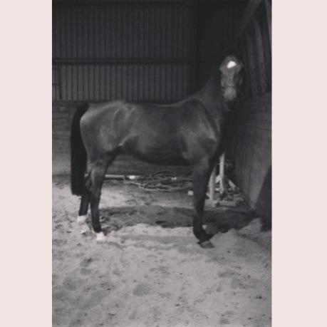 Belgisk varmblod JOKINAL billede 8