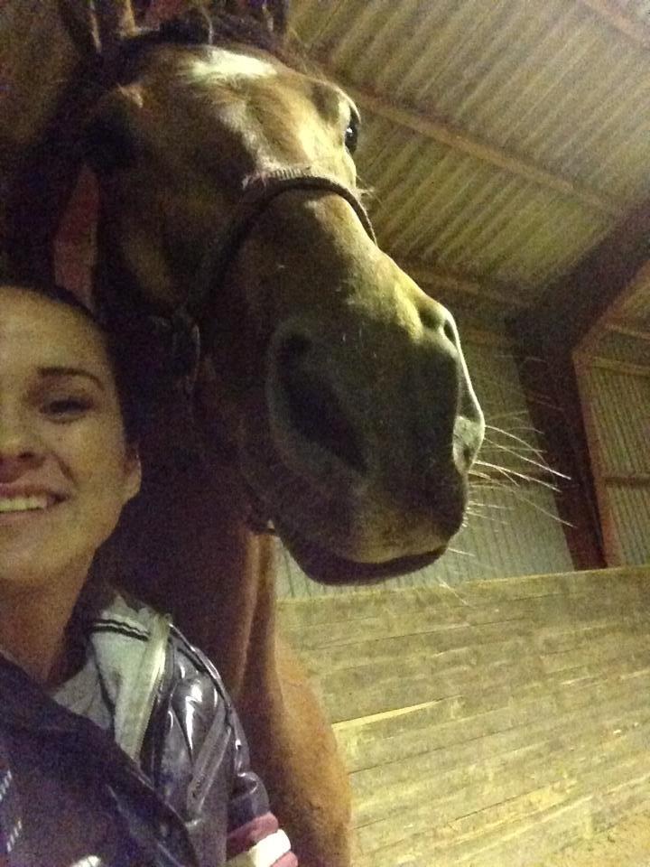 Belgisk varmblod JOKINAL billede 9