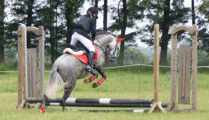 Welsh Pony (sec B) Kirkelodgaards Montana  - Elsker det billede, Pernilles kommentar da hun fik ballade for at springe omvendt....jo men jeg skulle lige tjekke om han sprang alt hvad jeg bad ham om :) billede 1