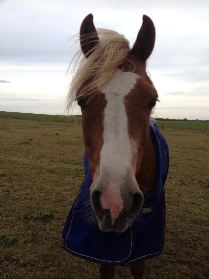 Welsh Pony (sec B) Clausholm volvo (IR) SOLGT - Du er blevet så tillidsfuld!  billede 8