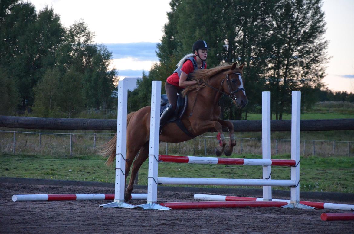 Anden særlig race Luca billede 4