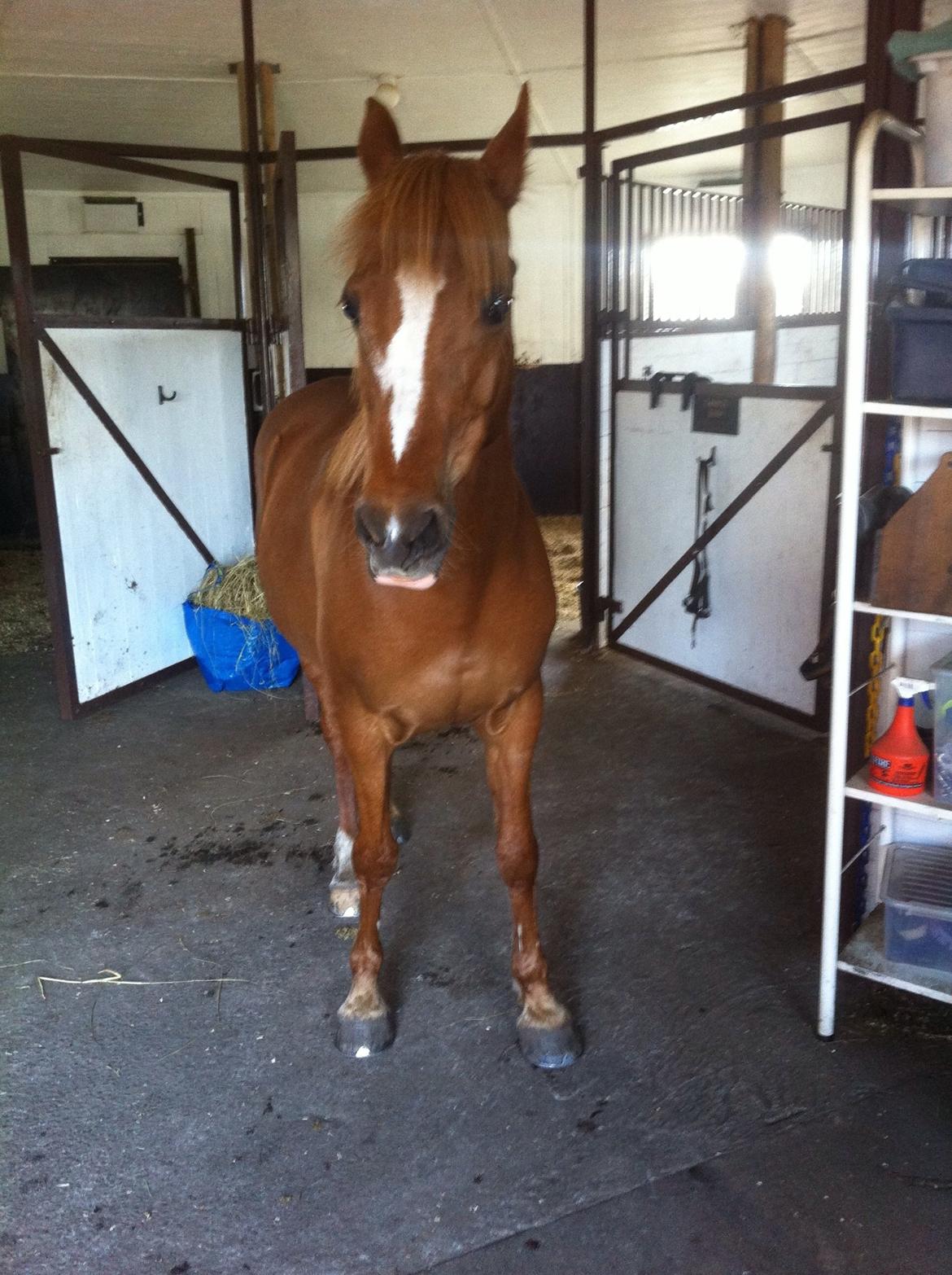 Anden særlig race Luca billede 5