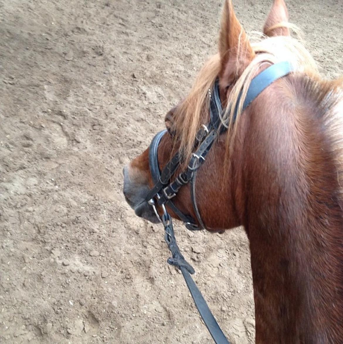 DSP Toftegårdens Belucca - Min dejling billede 1