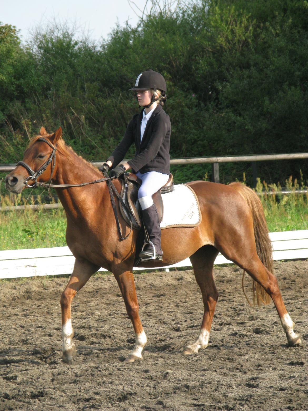 DSP Toftegårdens Belucca - Vores første stævne. billede 2