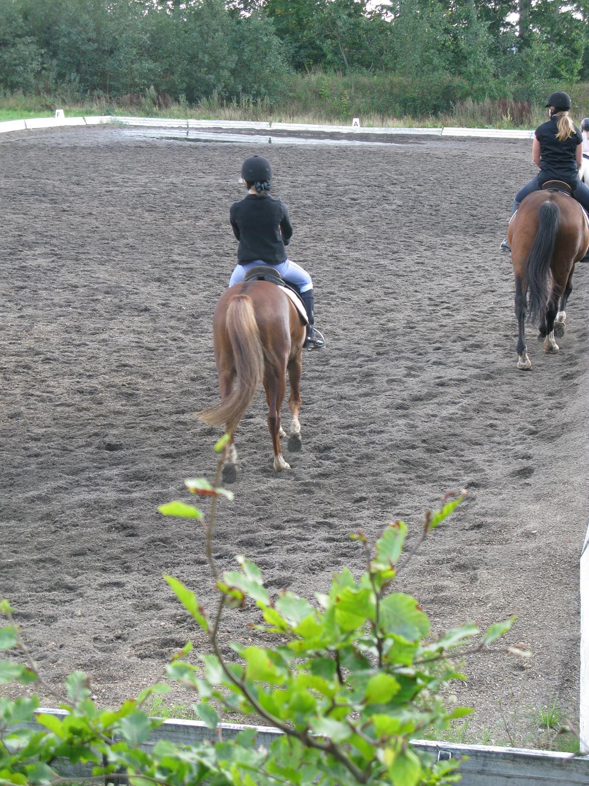DSP Toftegårdens Belucca - 3. plads billede 3